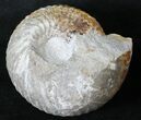 Cadoceras Ammonite - Gloucestershire, England #23243-2